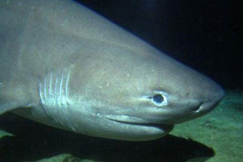 Phát hiện cá mập 6 mang từ thời khủng long