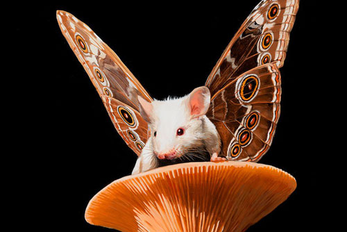 Sinh vật lai 'chuột bay' khiến dân tình ngây ngất