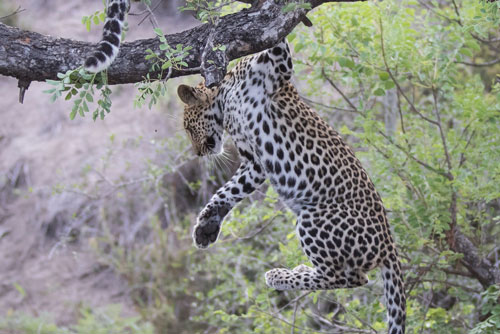 Báo đốm con làm nũng, đòi trèo lên lưng cho mẹ cõng cực kỳ đáng yêu