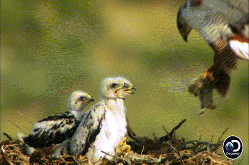 Vì đàn con đói mồi, diều hâu mẹ luôn tay luôn chân
