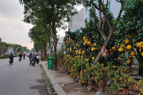 Mặt bằng bán cây cảnh Tết: Có tiền cũng khó thuê