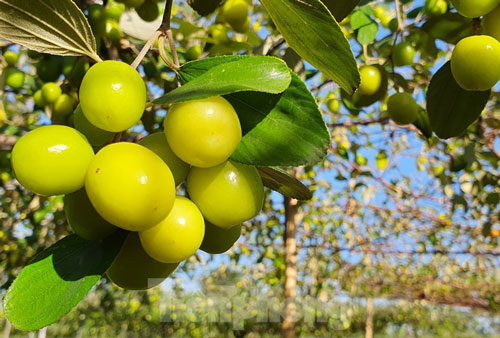 Kỳ lạ: Loại táo giống nho như đúc ở Hải Phòng