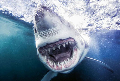 Cá mập trắng bị sát thủ nào hạ gục?
