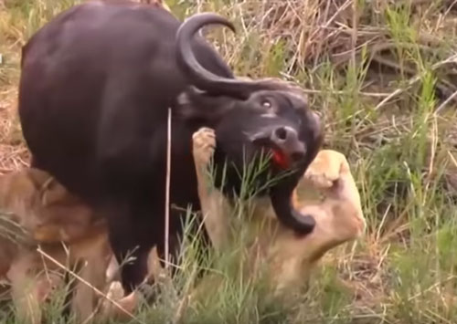 CLIP: Những trận đại chiến giữa sư tử và trâu rừng