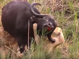CLIP: Những trận đại chiến giữa sư tử và trâu rừng