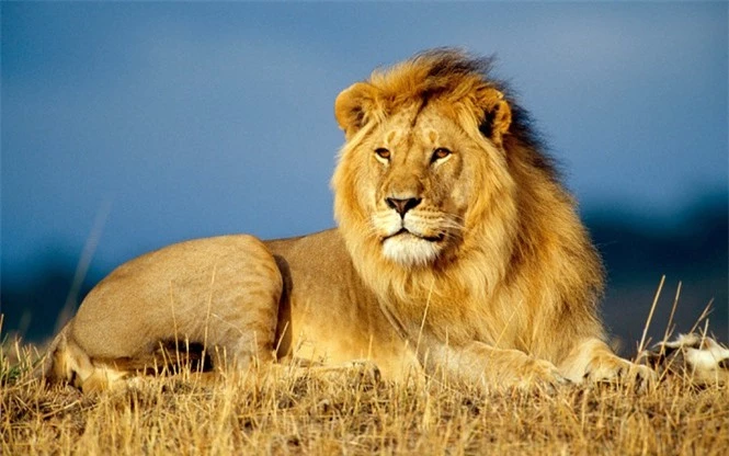1001 thắc mắc: Hổ - Sư tử, kẻ nào thực sự là chúa sơn lâm? - ảnh 2