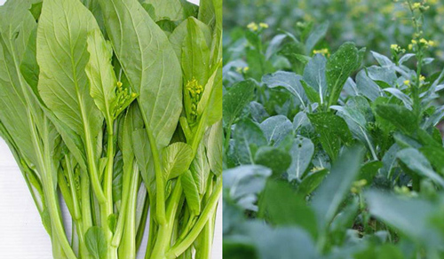 Thấy rau muống, rau cải có dấu hiệu này bỏ ngay đi kẻo rước bệnh, bởi rau nhiễm hóa chất ,"cố ăn sẽ khổ"