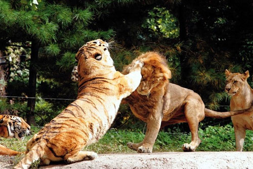 Hổ - Sư tử, kẻ nào thực sự là chúa sơn lâm?