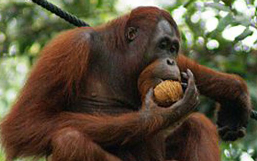 1001 thắc mắc: Đười ươi có biết sử dụng máy tỉnh bảng, biết cưa cây?