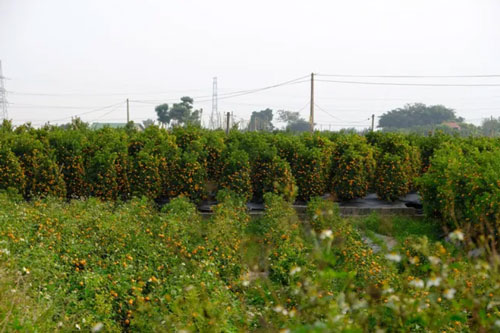 Quất cảnh Văn Giang sẵn sàng đón Tết