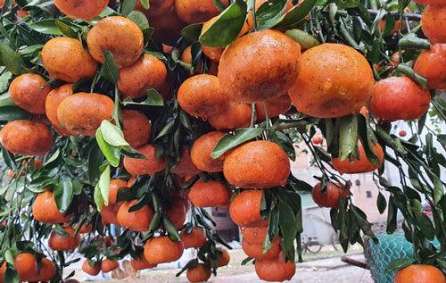 Nghệ An: Quýt "hàng độc" xuống phố, quyết không bán dưới 100 triệu đồng!