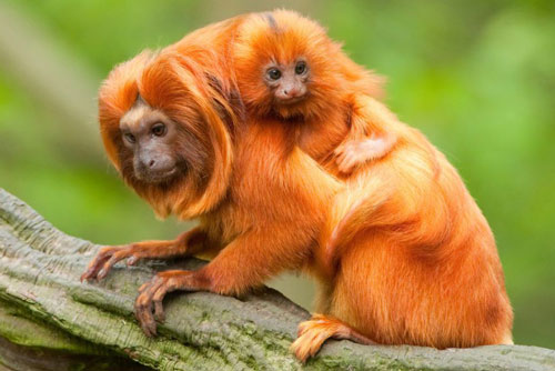 Điều thú vị về loài khỉ quý hiếm, biểu tượng quốc gia Brazil