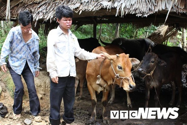 Anh em Thao và Nhất được độc giả Báo điện tử VTC News tặng bò.