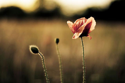 Người khiến bạn tổn thương, kỳ thực đang mang may mắn đến cho bạn