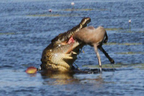 Ngoạn mục khoảnh khắc cá sấu nuốt chửng chuột túi wallaby