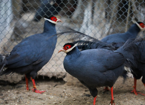 Độc lạ gà lôi tai xanh giá 15 triệu/cặp hút khách dịp tết