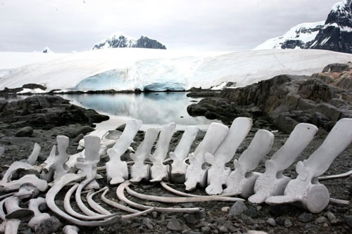 Nam Cực đã được hình thành như thế nào?