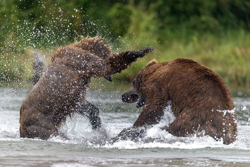 Kinh ngạc trận "quyền anh" đỉnh cao của gấu nâu khổng lồ