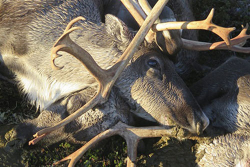 Hơn 300 tuần lộc hoang dã chết hàng loạt, nghi bị sét đánh