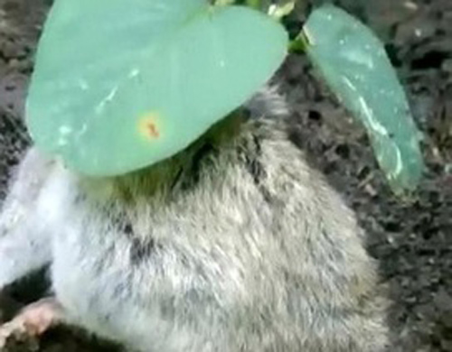 Kỳ lạ cây đậu nành mọc xuyên qua thân chuột