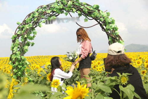 'Rụng tim' với cánh đồng hoa hướng dương miền tây xứ Nghệ