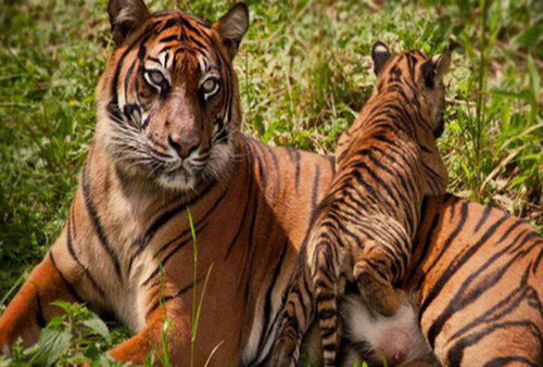 Hổ ‘yêu đương’ thế nào, vì sao hổ dữ không ăn thịt con?