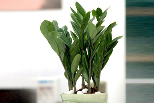 Phong thủy: Đặt cây kim tiền thế nào để chiêu tài?