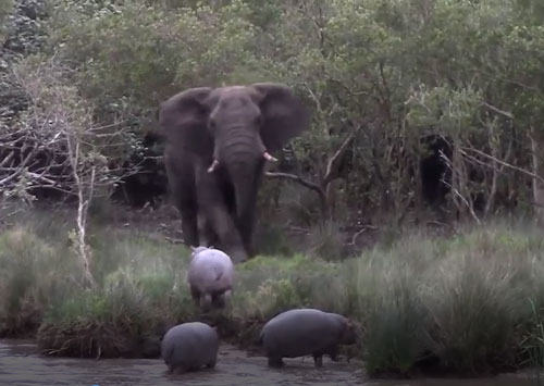 CLIP: Voi rừng "nổi giận" đuổi hà mã bỏ chạy "tán loạn" 