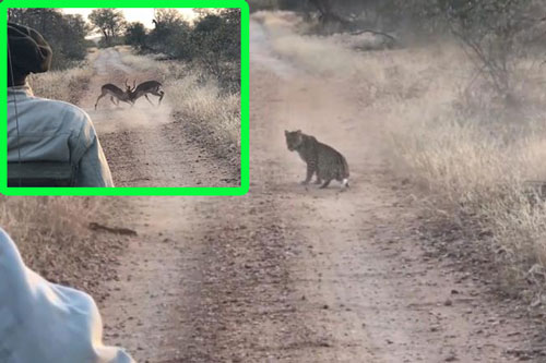 Mải mê đại chiến, linh dương Impala suýt bị báo hoa mai đoạt mạng