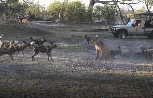 CLIP: Sư tử mẹ "cân" cả đàn chó hoang bảo vệ con non