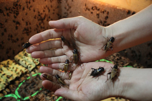 Kiếm trăm triệu mỗi tháng nhờ “độc chiêu” nuôi côn trùng trên sân thượng