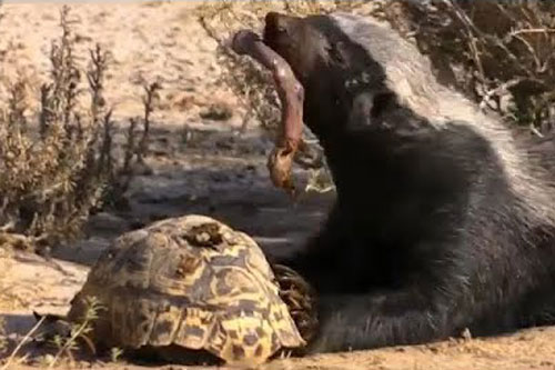 Rùa cạn chết thảm trước nanh vuốt của lửng mật