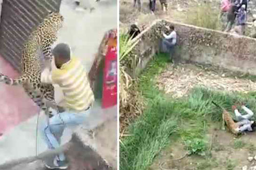 Báo hoa mai ‘đột nhập’, gây náo loạn cả ngôi làng ở Ấn Độ