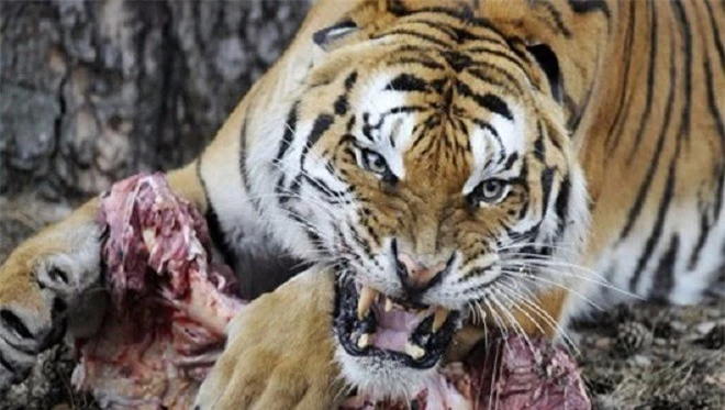 1001 thắc mắc: Hổ ‘yêu đương’ thế nào, vì sao hổ dữ không ăn thịt con? - ảnh 1