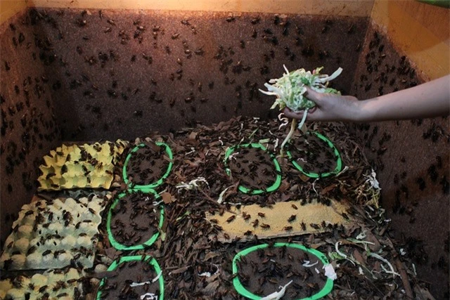 Kiếm trăm triệu mỗi tháng nhờ “độc chiêu” nuôi côn trùng trên sân thượng - 5
