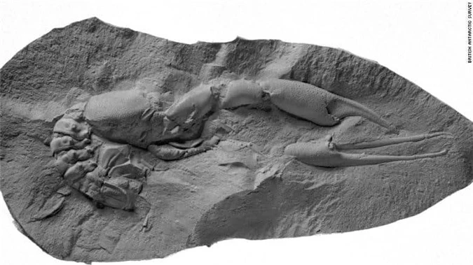 Nam Cực lại có hóa thạch khủng long và động thực vật