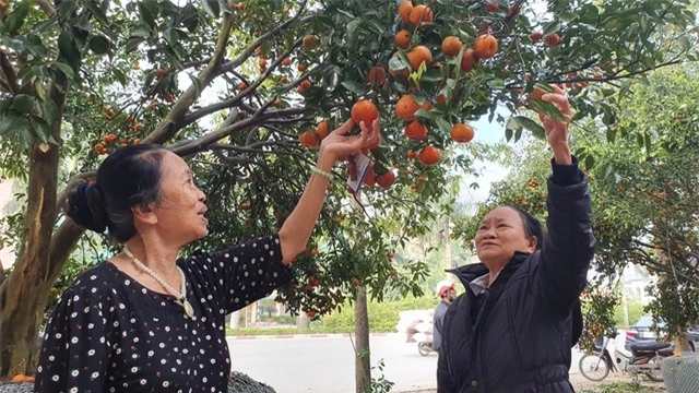 Quýt hàng độc xuống phố, quyết không bán dưới 100 triệu đồng! - 10