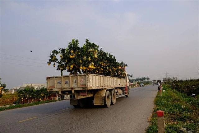 Quất cảnh Văn Giang sẵn sàng đón Tết - Ảnh 9.