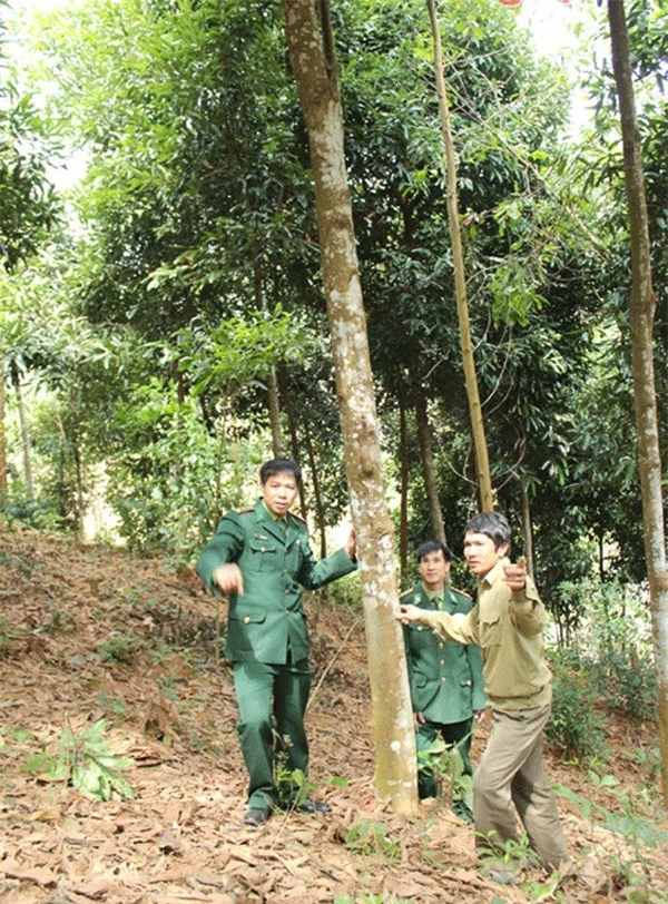 Cán bộ Đồn biên phòng Thông Thụ và ông Hà Đức Tính bên vườn quế nguyên liệu của mình (ảnh N.Sơn)