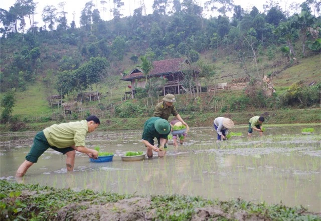 Xuống đồng cùng bà con trồng lúa nước