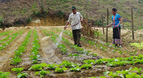 Trồng rau thoát nghèo nơi người dân không quen ăn rau