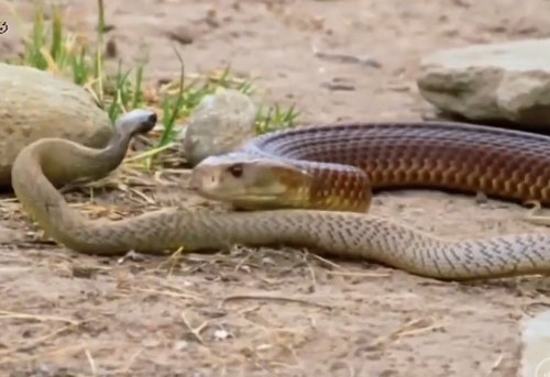 CLIP: Hổ mang chúa đoạt mạng rắn Taipan nội địa