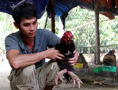 Anh Hải bên con gà đông tảo 5kg