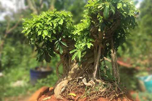 Trồng 1 trong 10 loại cây này trước nhà, gia chủ đổi vận sau 1 đêm, tiền bạc ùn ùn kéo đến