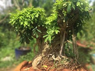 Trồng 1 trong 10 loại cây này trước nhà, gia chủ đổi vận sau 1 đêm, tiền bạc ùn ùn kéo đến