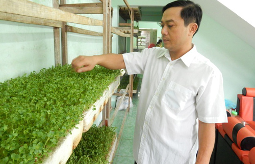 Trồng rau mầm trước sân, thu lãi 20 triệu đồng mỗi tháng