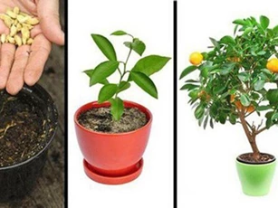 5 loại cây ăn quả trồng từ hạt "siêu dễ", ai cũng nên trồng 1 cây trong nhà