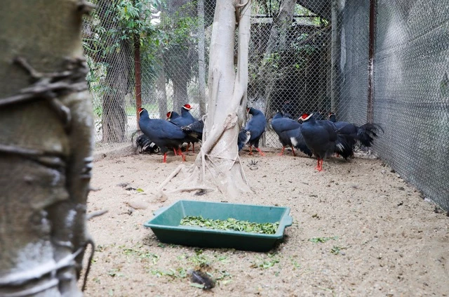 Gà lôi tai xanh là giống gà có kích thước khá lớn so với những giống gà thông thường ở Việt Nam. Với ngoại hình bắt mắt và tính cách thân thiện, dễ chăm sóc trong điều kiện môi trường bình thường, hiện nay gà lôi tai xanh đang được nhiều người tìm mua về làm cảnh.