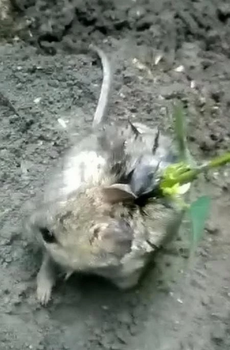 Con chuột bị phát hiện khi người nông dân kiểm tra vụ mùa vào ngày 7/8