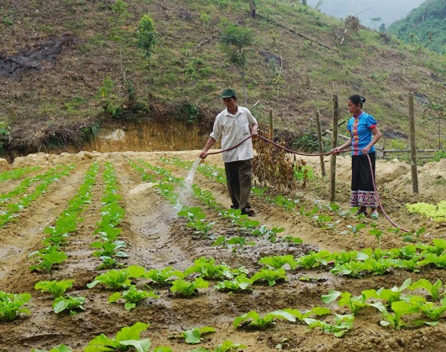 Vợ chồng ông Ngân Văn Thanh chăm sóc vườn rau hàng hóa - một trong những nội dung thuộc dự án giúp người dân vùng biên thoát nghèo mà Đồn biên phòng Thông Thụ - Bộ đội biên phòng Nghệ An đang triển khai